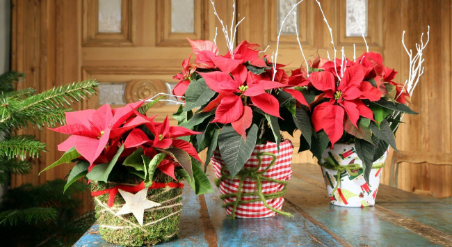 Обои картинки фото цветы, пуансеттия, звезда, рождественская
