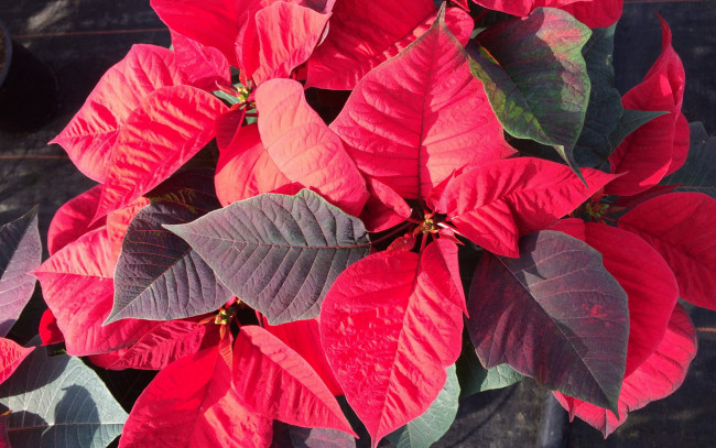 Обои картинки фото цветы, пуансеттия, рождественская, звезда