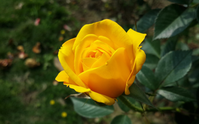 Обои картинки фото цветы, розы, желтый