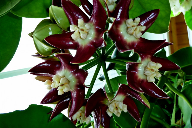 Обои картинки фото цветы, хойя, экзотика