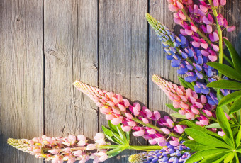 Картинка цветы люпин доски