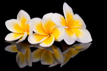 Картинка цветы плюмерия plumeria wood flowers