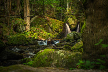 Картинка природа лес простор