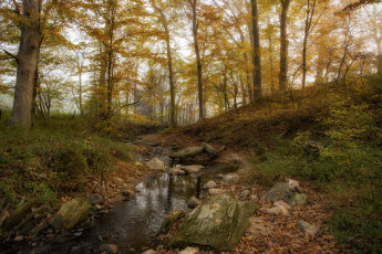 Картинка природа лес простор