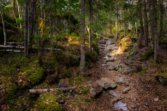 Картинка природа лес простор