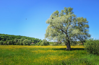 Картинка природа деревья простор