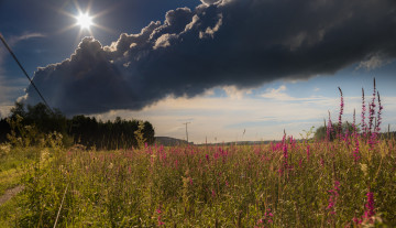 Картинка природа поля простор