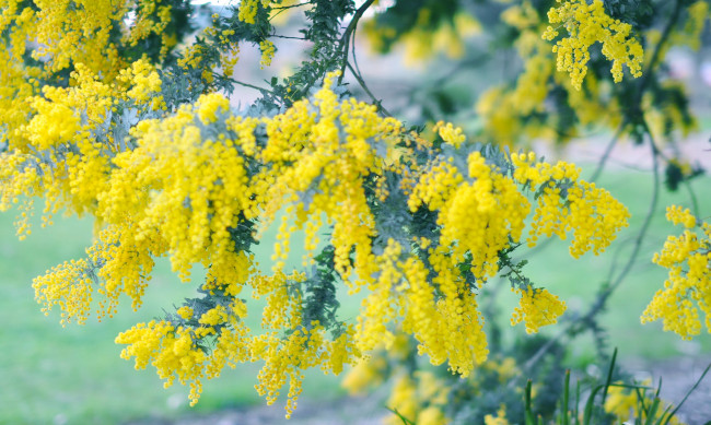 Обои картинки фото цветы, мимоза, весна, цветение, дерево