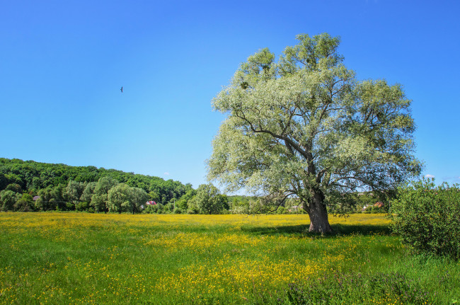 Обои картинки фото природа, деревья, простор