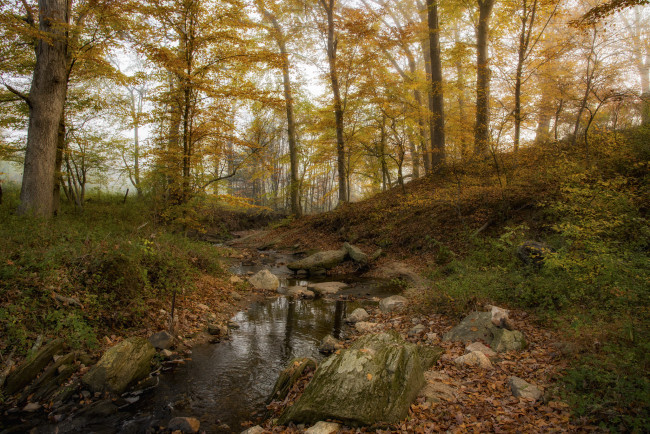 Обои картинки фото природа, лес, простор