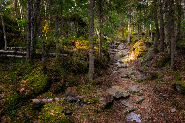 Обои картинки фото природа, лес, простор