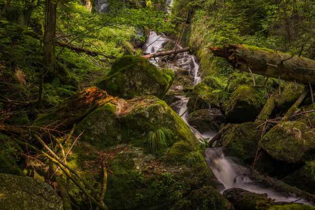 Обои картинки фото природа, лес, простор