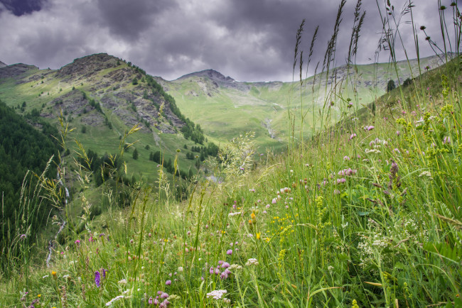 Обои картинки фото природа, луга, простор