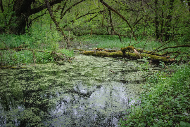 Обои картинки фото природа, лес, простор