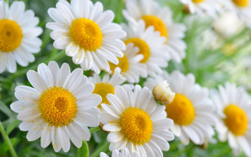 Картинка цветы ромашки белый