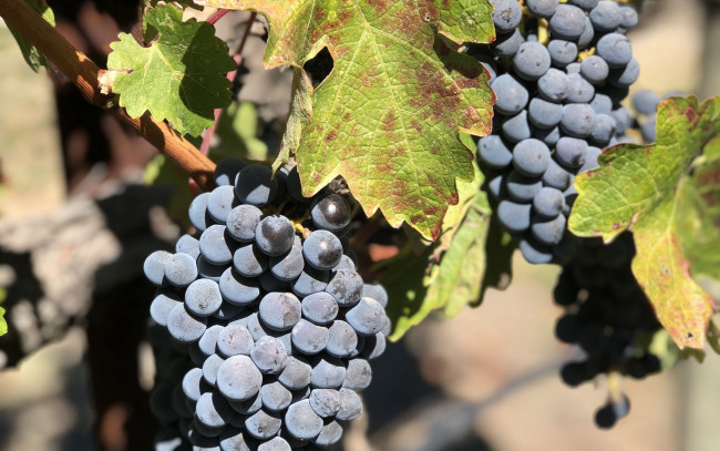 Обои картинки фото природа, ягоды,  виноград, виноград, грозди, листья