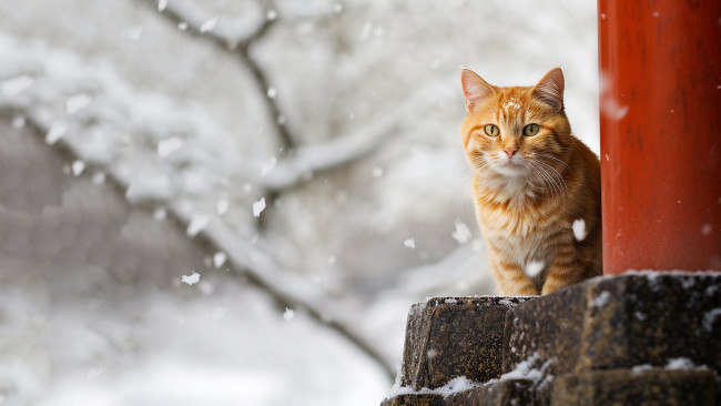 Обои картинки фото рисованное, животные,  коты, нейросети, графика, нейроарт, ai, art, нейронные, сети, рисунки, нейро, искусство