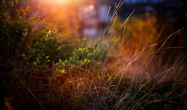 Обои картинки фото природа, другое, трава, кусты