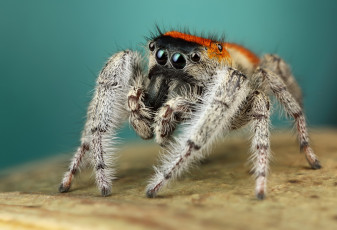 обоя животные, пауки, мохнатый