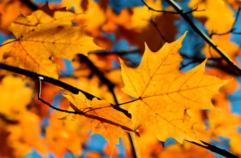 обоя природа, листья, клен, желтые, ветки, осень, небо, дерево