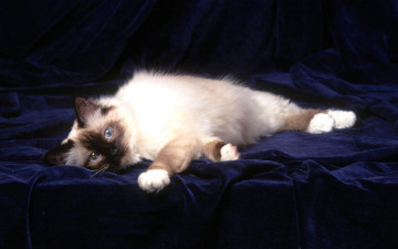 Картинка животные коты котенок сиамский ткань
