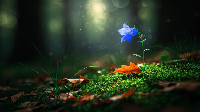 Обои картинки фото разное, компьютерный дизайн, цветок, колокольчик, листья, мох