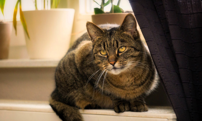 Обои картинки фото животные, коты, кот, серый, шторы, подоконник, окно, горшки