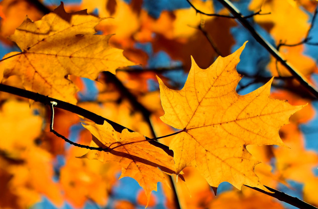 Обои картинки фото природа, листья, клен, желтые, ветки, осень, небо, дерево
