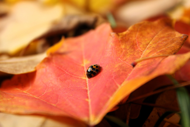 Обои картинки фото животные, божьи коровки, божья, коровка, лист, осень