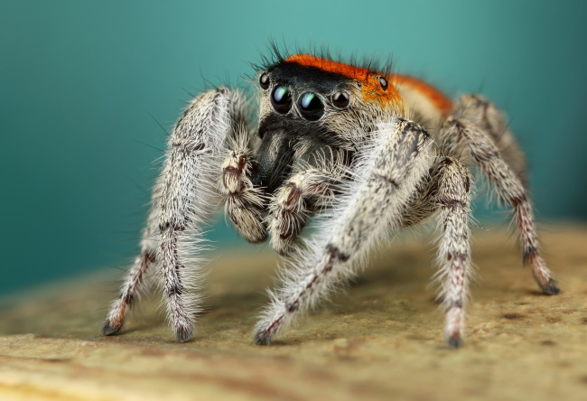 Обои картинки фото животные, пауки, мохнатый
