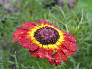 Картинка цветы гайлардии гелениумы