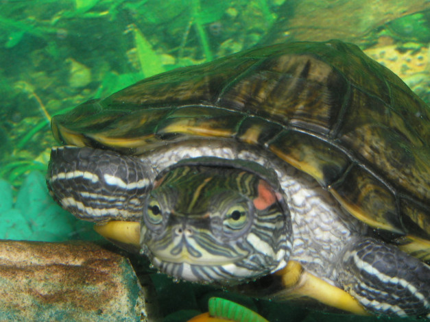 Обои картинки фото животные, Черепахи