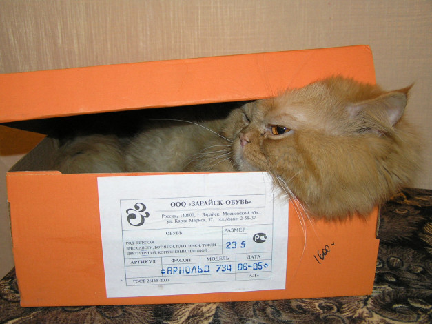 Обои картинки фото животные, коты