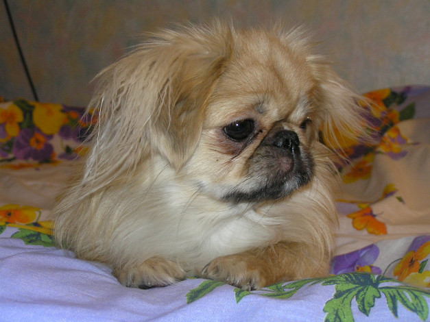 Обои картинки фото животные, собаки