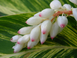 Картинка цветы