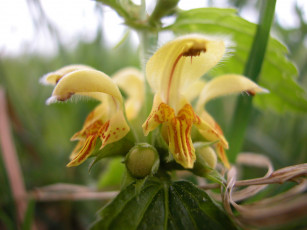 Картинка цветы