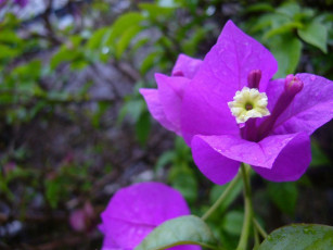 Картинка цветы бугенвиллея