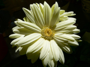 Картинка цветы герберы