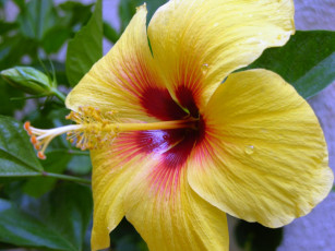 Картинка цветы гибискусы