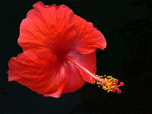 Картинка цветы гибискусы