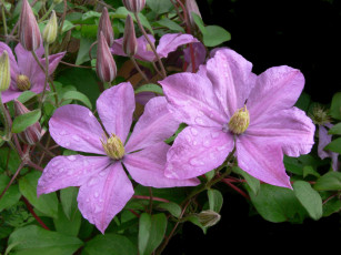 Картинка цветы клематис ломонос