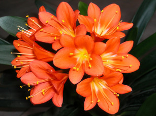 Картинка цветы кливия