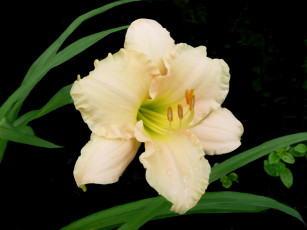 Картинка цветы лилии лилейники