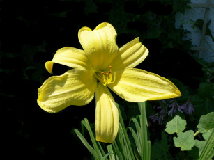 Картинка цветы лилии лилейники