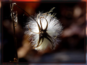 Картинка цветы луговые полевые