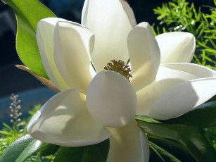 Картинка цветы магнолии