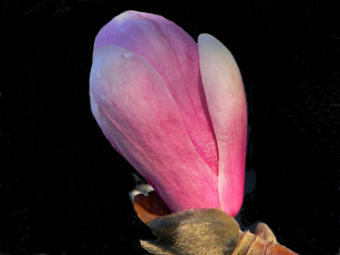 Картинка цветы магнолии