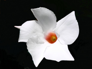 Картинка цветы олеандры