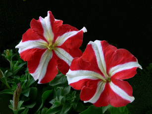 Картинка цветы петунии калибрахоа