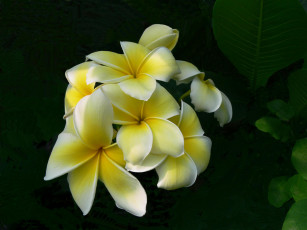 Картинка цветы плюмерия